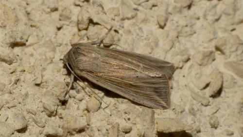 Réf. 329 780 : Mythimna riparia